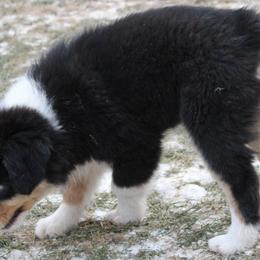 Miniature Australian Shepherd Puppies from Free Spirit Ranch