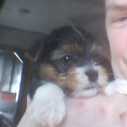 Biewer Terrier Puppies from Biewers von Lamel