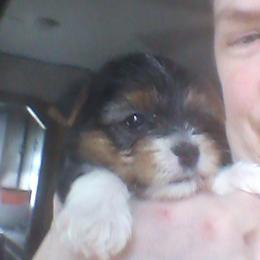 Biewer Terrier Puppies from Biewers von Lamel