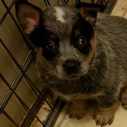 Australian Cattle Dog Puppies from Blue Coyote Ranch