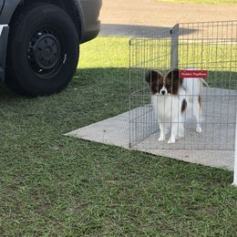 Dora - Papillon