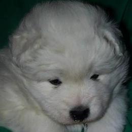 Samoyed Puppies from Silver Fox Samoyeds
