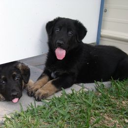 German Shepherd Puppies from Golden Breed German Shepherds