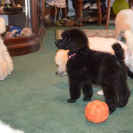 Standard Poodle Puppies from D and D Standard Poodles