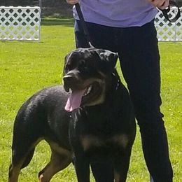 Orchid - Rottweiler