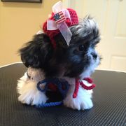 Mi-Ki Puppies from Rare Gem Mi-Ki’s LTD