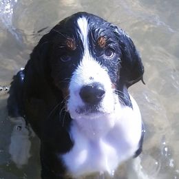 Poppy - English Springer Spaniel