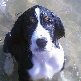 Poppy - English Springer Spaniel