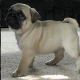 Pug Puppies from Mountain Aire Pugs