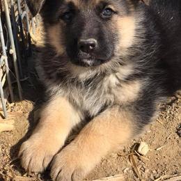 German Shepherd Puppies from Lost Creek German Shepherds LLC
