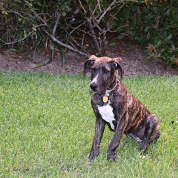 Great Dane Puppies from Dynamic Danes