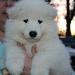 Samoyed Puppies from Wintersong Samoyeds