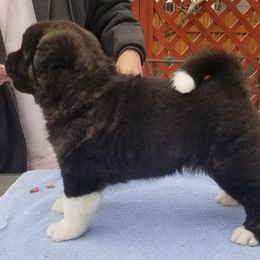 Akita Puppies from Dō-ha Akitas