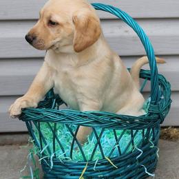 Labrador Retriever Puppies from Top Gun Retrieverz