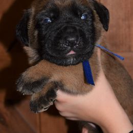 Mastiff Puppies from Mastiffs of Middle Earth