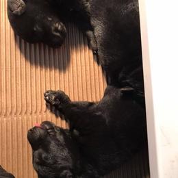 German Shepherd Puppies from Lost Creek German Shepherds LLC