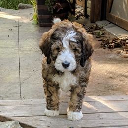 Bernedoodle Puppies from Bernedoodles of the Ozarks