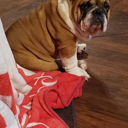 English Bulldog and Pembroke Welsh Corgi All Grown Up from Double T's Bulldogs