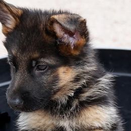 German Shepherd Puppies from Shield Kennels LLC