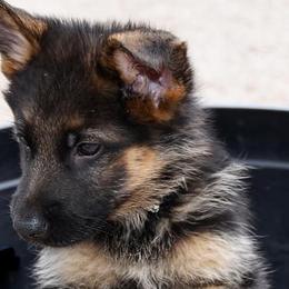 German Shepherd Puppies from Shield Kennels LLC