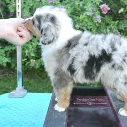 PreciousGem Minis breeder of Miniature American Shepherd