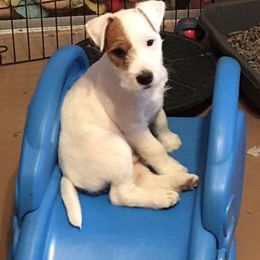 Jack Russell Terrier Puppies from SeaDog Jack Russell Terriers