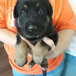 German Shepherd Puppies from Southern Legacy German Shepherds