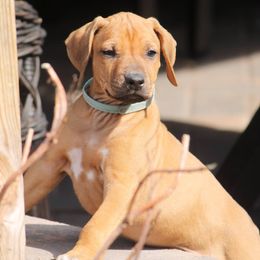 Rhodesian Ridgeback Puppies from Whirlaway Rhodesian Ridgebacks