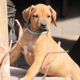 Rhodesian Ridgeback Puppies from Whirlaway Rhodesian Ridgebacks