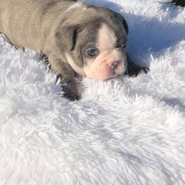 Bulldog and French Bulldog Puppies from Diamond In The Ruff Bulldogs