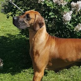 Maggie - Great Dane