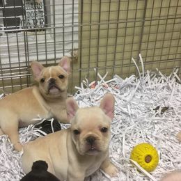 French Bulldog Puppies from Fronteer Frenchies