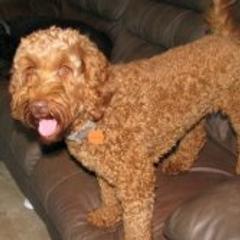 Penny - Australian Labradoodle
