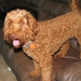Penny - Australian Labradoodle