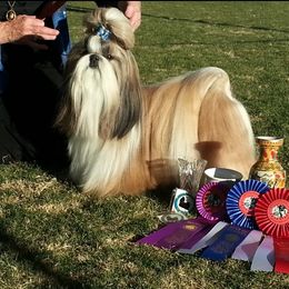 Shih Tzu All Grown Up from Sabar Shih-tzu