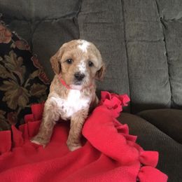 Labradoodle Puppies from Auburn Sky Labradoodles