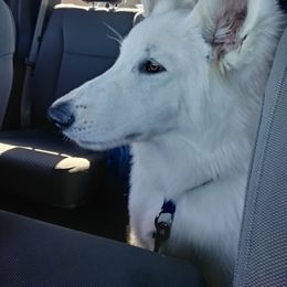 Klondike - German Shepherd