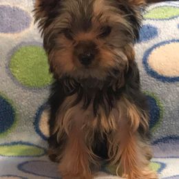 Yorkshire Terrier Puppies from Alaska’s Baby Yorkies