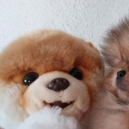 Kayra Pomeranians breeder of Pomeranian