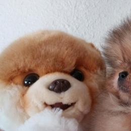 Kayra Pomeranians breeder of Pomeranian