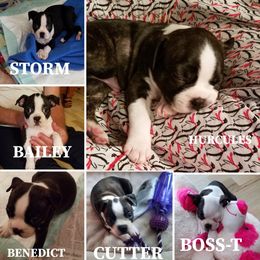 Boston Terrier Puppies from Angie's Little Bostons