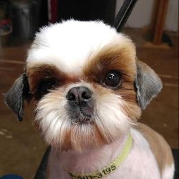 Shih Tzu All Grown Up from JoCar Shih Tzu