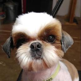 Shih Tzu All Grown Up from JoCar Shih Tzu