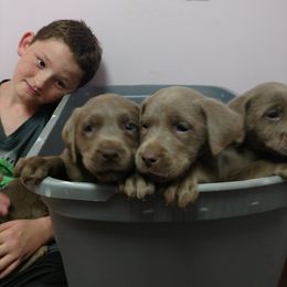 Australian Cattle Dog and Labrador Retriever Puppies from Trinity C Australian Cattle Dogs and Silver Labradors
