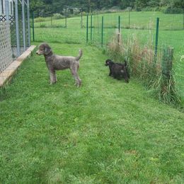  Puppies from Parris Hill Standard Poodles
