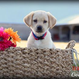 Labrador Retriever Puppies from GocheeLabs
