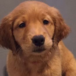 Golden Retriever Puppies from Benjamin Irving Goldens