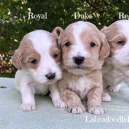 Labradoodle Ranch breeder of Labradoodle