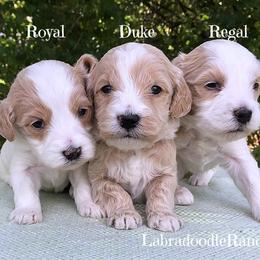 Labradoodle Ranch breeder of Labradoodle