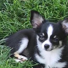 Chihuahua Puppies from Miller's Chihuahua